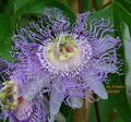 Passiflora incarnata, Passionsblume, essbare Früchte, winterhart, Blume, 5 Samen