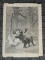 Winter - J. Wolf - Elch Antiker Stahlstich - Illustrated London News - 1873
