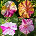 50 Samen Wunderblume Mirabilis jalapa buntes Farbenspiel