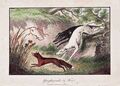 Fuchs Fox greyhound Windhund Jagd hunting Kupferstich engraving 1806