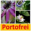 Drei Pflanzen Passionsblume Avalanche, Pura Vida und Purple Haze winterhart 