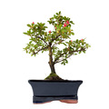 Bonsai  mit Keramik Blumentopf - Rhododendron Azalea - Rot / Rosa