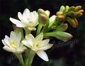 Duftende Polianthes Tuberosa Die Perle Sommer Gartenarbeit Zwiebel Knollen weiße Blume