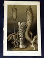 GLASSCHWÄMME Schwämme Porifera Lithographie von 1894 – 130 Jahre ORIGINAL