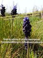 Muscari neglectum,hyacinth,Weinberg Traubenhyazinthe, Frühblüher, 50 seeds,samen