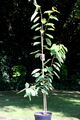 Süßkirsche Kirschbaum Kirsche Prunus avium 'Sunburst'  150 cm im Container