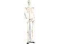 newgen medicals Modell Skelett | 85 cm | menschliches Stativ Lehrmodell Anatomie