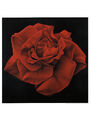 Franco Campana Poster Rote Rose "Ich liebe Dich" Geschenk Hochzeit 