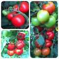 Rheinlands Ruhm Tomate sehr alte deutsche Sorte robust gegen Krankheiten