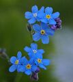 1000 Samen blaues Wald-Vergissmeinnicht Myosotis sylvatica