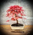 Acer palmatum 'Deshojo' - Japanischer Fächerahorn BONSAI 10 Years Old #2