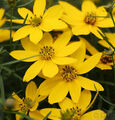 Mädchenauge Zagreb - Coreopsis verticillata