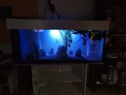 Aquarium mit Abdeckung 150x60x60 cm