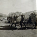 1941 Kreta die getarnte Fortbewegung der Fallschirmjäger- Esel Foto