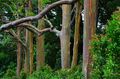 30 Samen Regenbogen Eukalyptus Baum Samen Eucalyptus deglupta Einzigartig