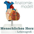 Anatomie Modell Herz des Menschen Anatomiemodell menschlicher Körper medmod