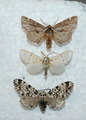 Moth Mix Europa,rare