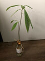Persea americana 'Hass' Avocado Pflanze Baum 40 - 60cm Große Früchte möglich