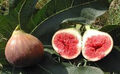 Ficus carica 'Ronde de Bordeaux' roter Frucht Feigenbaum -20°C Pflanze 70-100cm