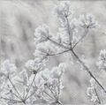 3 lose  Servietten ~ Ice Flower Frost Blüte Blume Winter Eis grau