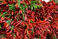 Etna rote Chili aus Italien sehr hoher Ertrag ideal für Ristras Ätna Chilli