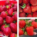 Erdbeerpflanzen San Andreas Hänge-Erdbeere, Immertragende Erdbeeren, 10 Pflanzen