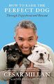 How to Raise the Perfect Dog: Through Puppyhood and  by Millan, Cesar 0307461300