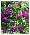 Rambler-Rosen 'Bleu Magenta', 1 Pflanze Kletterrose winterhart