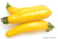 🔥 Zucchini historische Sorten verschiedene Sorten SEHR SELTEN alte Sorten 