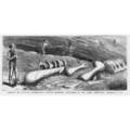 ROCKY MOUNTAINS Überreste von Dinosauriern in Colorado entdeckt - antiker Druck 1878
