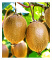 Selbstfruchtend großfruchtige Kiwi Solissimo renact 1 Pflanze Actinidia