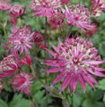 Sterndolde Venice - Astrantia major