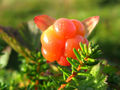 Wolkenbeere - Rubus Chamaemorus - 5+ Samen - Samen - Samen G 004