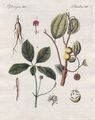 Brechnussbaum quaker buttons Ginseng ginseng Pflanze plant Bertuch 1792
