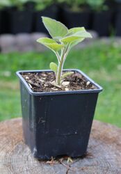 Cashback bis 15%!! Paulownia Tomentosa, Kiribaum, mit neuem Austrieb ca. 5 cm!