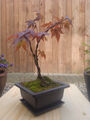 Bonsai, japan. Ahorn, roter Fächerahorn, Acer palmatum "Atropurpureum", Shohin