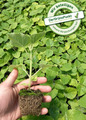 Blauglockenbaum Paulownia Superhybrid Winterhart -30°C schnellwachsend Setzling