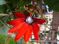 2 x Passiflora - rote Passionsblume -  Winterharte Pflanze  - Früchte