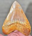 Perfekter, fossiler Haizahn Megalodon, Indonesien, 137mm
