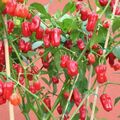 Giant rote Chilli scharfe Chili über 500 Früchte pro Pflanze Capsicum chinense