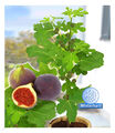 Frucht-Feige Rouge de Bordeaux groß 1 Pflanze Ficus carica Feigenbaum