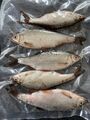 20 Köderfische Plötze,  Rotaugen 12-18Cm Köderfische 5er Packungen Hecht Zander