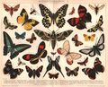 Schmetterlinge,  zwei Tafeln, Original-Chromolithographien von 1895