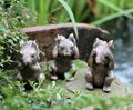 Eichhörnchen 3 weise Set Sehen Sie keine böse Rede Hören Thai Zen spirituelles Geschenk Weihnachten Ornament