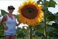 Jetzt pflanzen !  Riesen - Sonnenblumen für den mediterranen Garten Deko Samen
