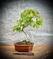 Acer palmatum - Japanischer Fächerahorn BONSAI / 9 Years Old