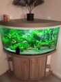 Eckaquarium mit Unterschrank 350 Liter