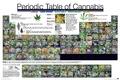 Periodic Table Of Cannabis Periodensystem der Hanfsorten 91,5 x 61 cm