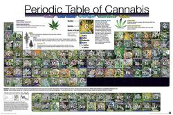 Periodic Table Of Cannabis Periodensystem der Hanfsorten 91,5 x 61 cm