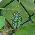 15 Samen - Mexikanische Minigurke 'Melothria scabra'
